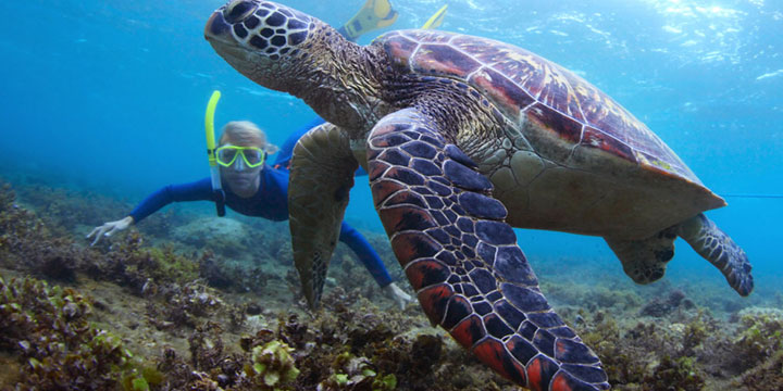 Scuba Diving in Snoopy Island